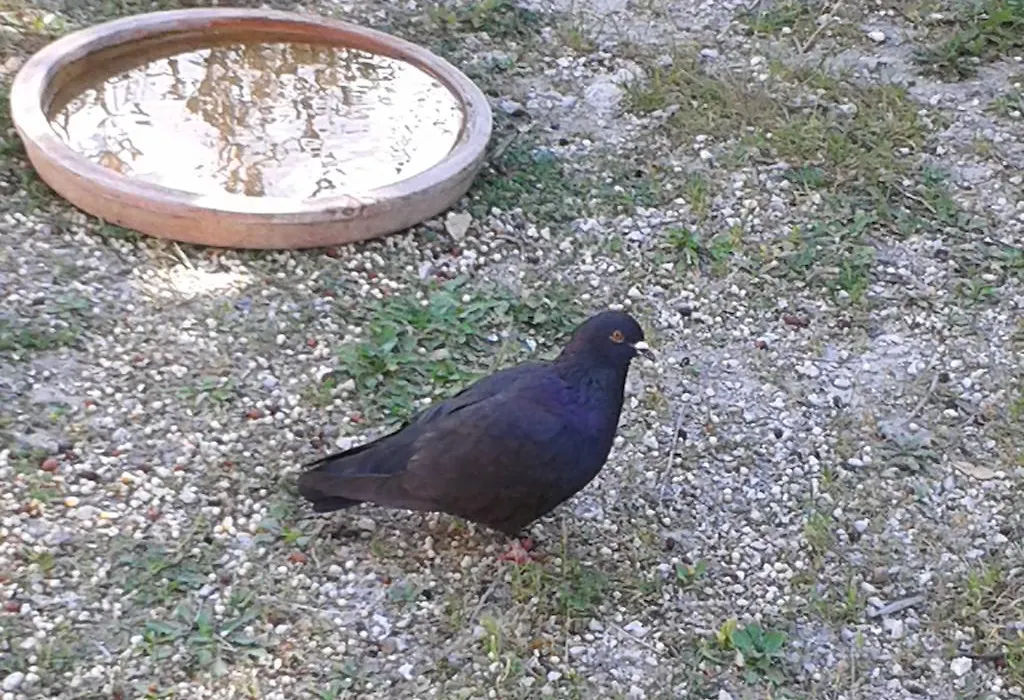 B&B Le Clos Des Cigales-1